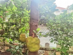 ÿ�궼�д�������ʳ�ı���🏡�巿����+�ٷ���԰240��С���������ͬ��