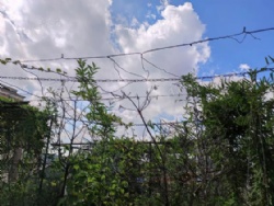 ����Ƭ�� ��ʽ����  ��40����¶̨